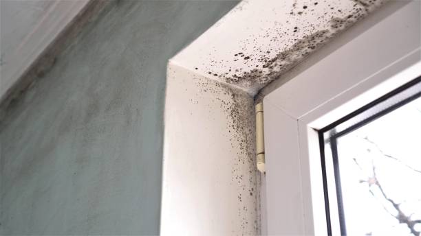 Best Black Mold Remediation in Mount Vernon, IN