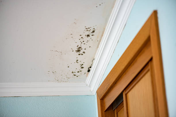 Best HVAC Mold Remediation in Mount Vernon, IN