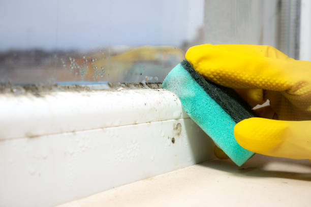 Best DIY Mold Remediation Support Services in Mount Vernon, IN