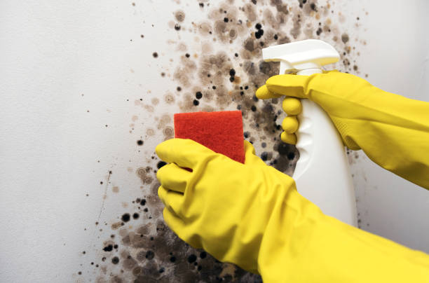 Mount Vernon, IN Mold Remediation Company
