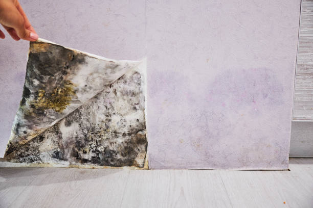 Best Post-Flood Mold Remediation in Mount Vernon, IN
